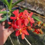 Renanthera Monachica x Ascocentrum Curvifolium BS